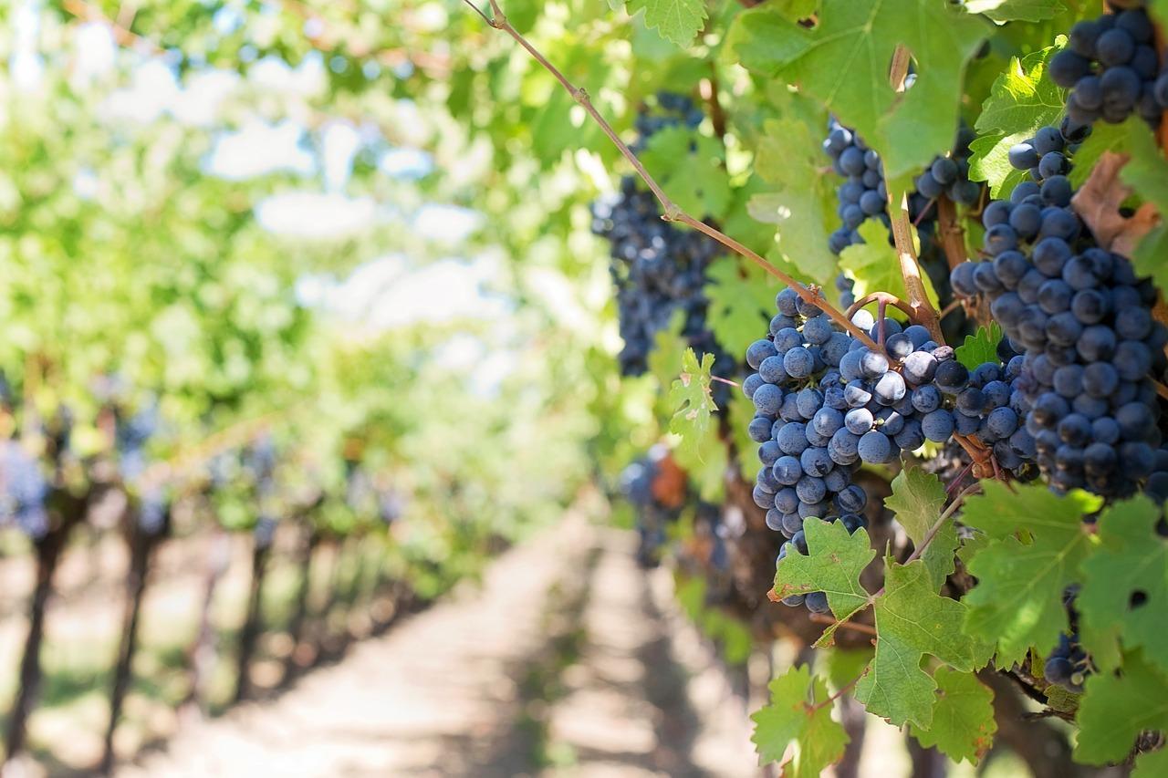 Yorkshire vineyard up for sale 